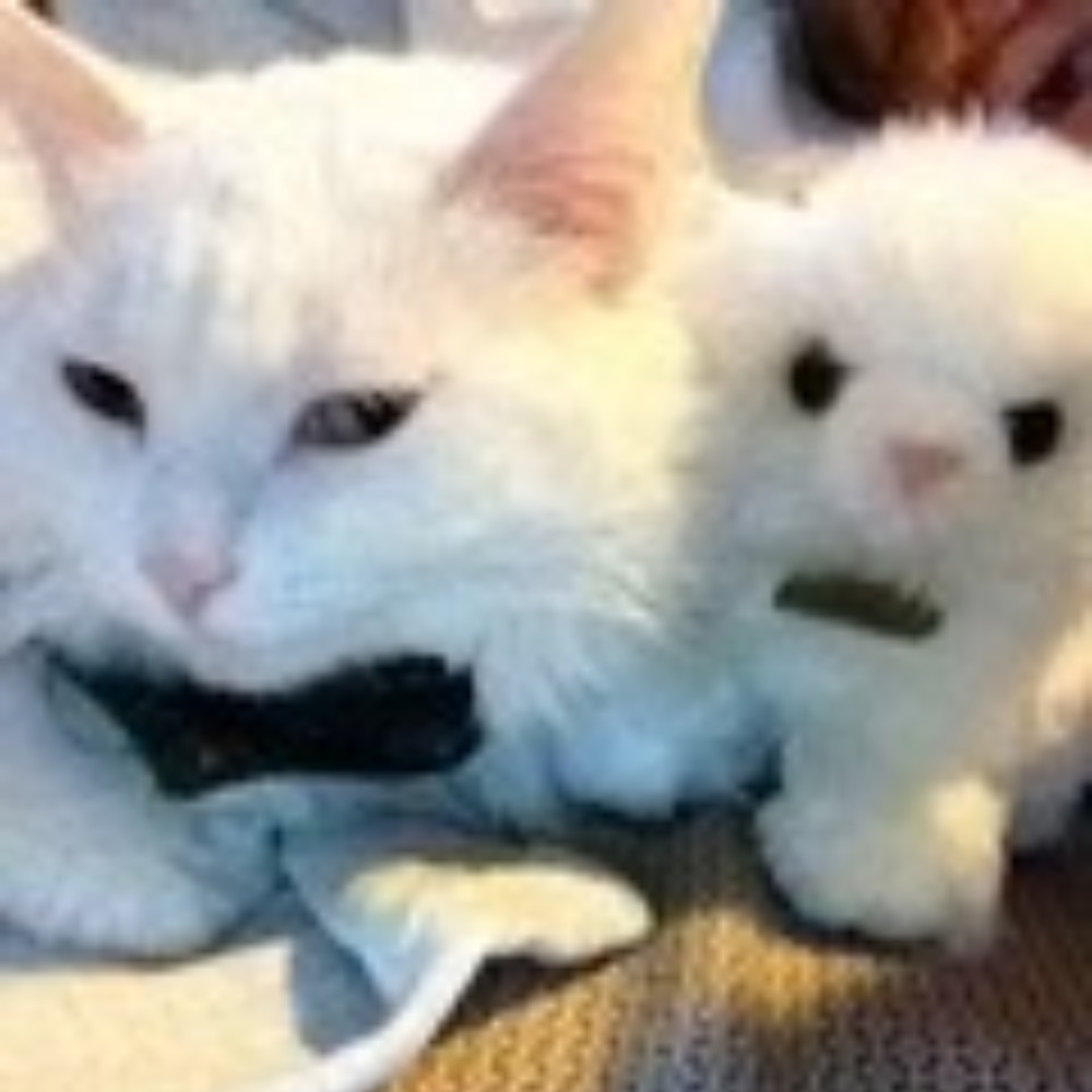 Meet your Posher, Lori